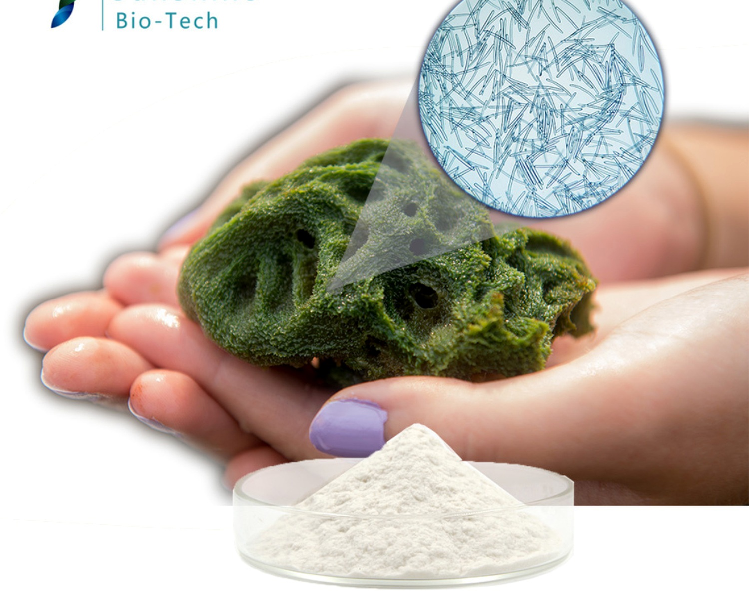 Illustration of sponge spicules used in SQT Bio-Microneedling
